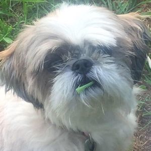 Meet your Posher, Laurie